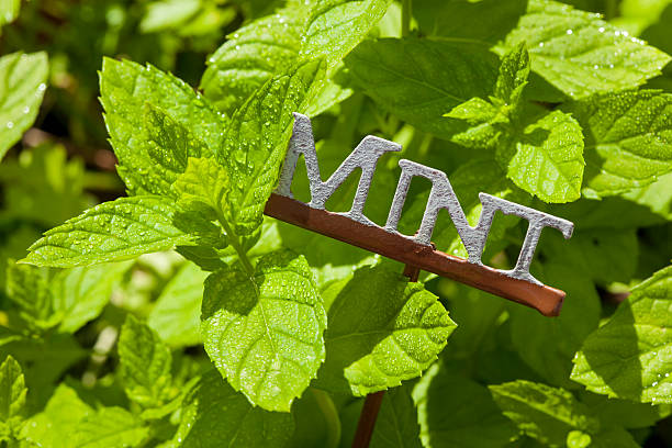 istock Fresh Green Herbal Mint Leaves 176703300