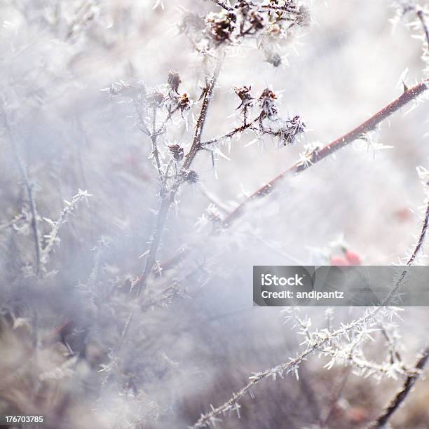 冷たいの植物 - 花のストックフォトや画像を多数ご用意 - 花, 霜, カラー画像