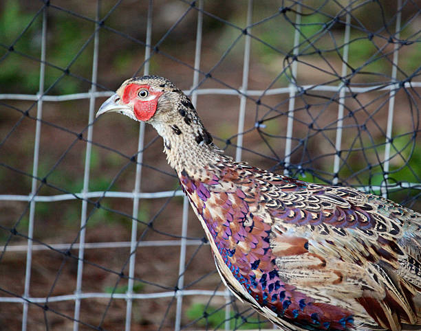 A juvenile ringneck pheasant walks through the frame on a game bird farm. 