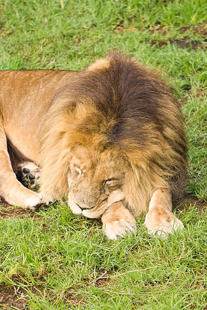 istock Male lion portrait 176704308