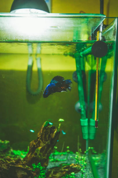 istock Siamese fighting fish (Betta Splendens) in an aquarium 1767046283