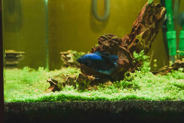 istock Siamese fighting fish (Betta Splendens) in an aquarium 1767046286