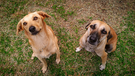 Two caramel colored mixed breed dogs. Adopted dogs from the streets.