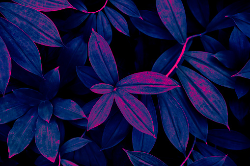 leaf texture, blue purple neon glow color toned