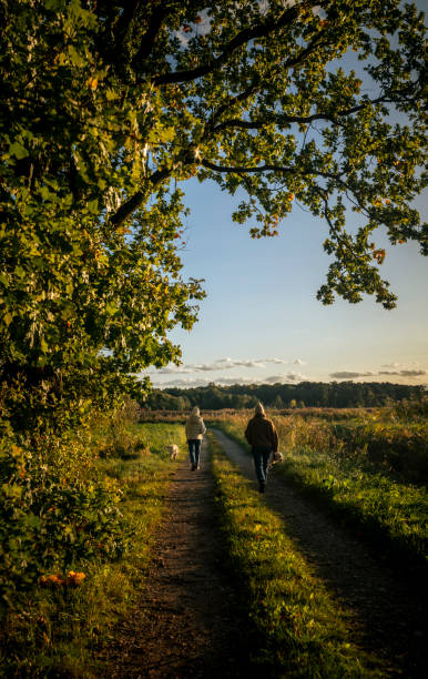 istock People walking two golden retriever dogs on a leash 1767052861