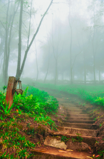 Beautiful scene of mist and tree in forest on one day morning while I was livingin Doi Mae Taman, Chiang Dao District,Chiang Mai,