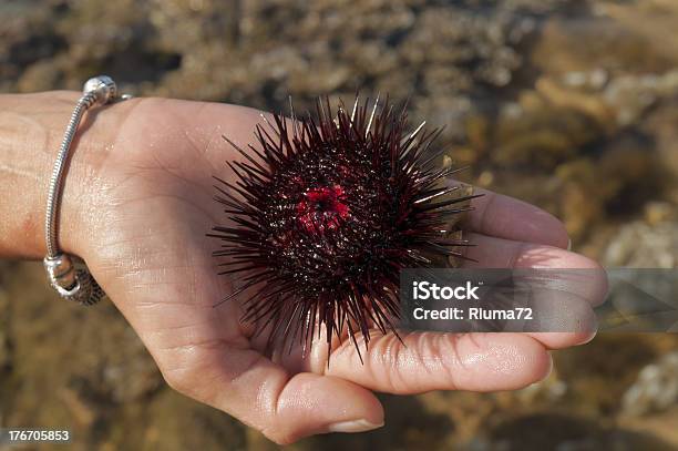 바다빛 Urchin 가시에 대한 스톡 사진 및 기타 이미지 - 가시, 검은색, 구