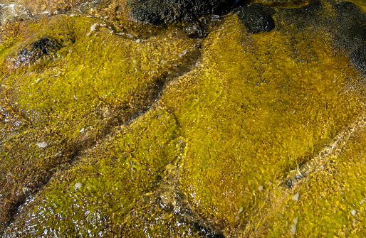 Rocky surface of a beach or coastline. Shallow layer of sea water