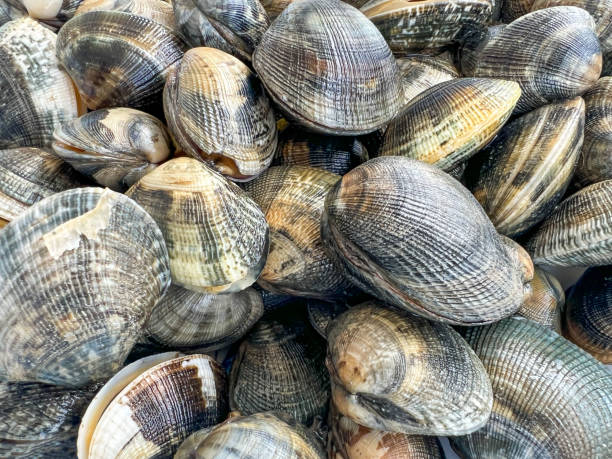 istock raw gray colored asian clams or seashells 1767066637