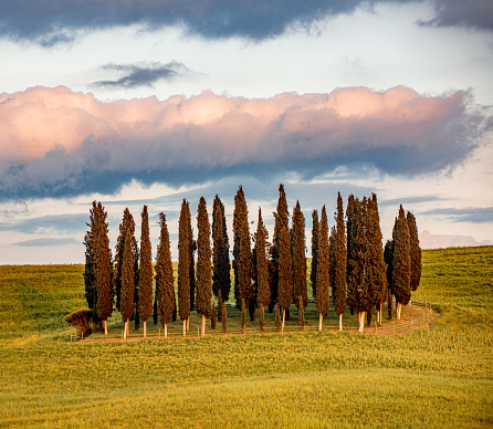 Group of cypress trees in Val'd Orcia, Tuscany, Italy