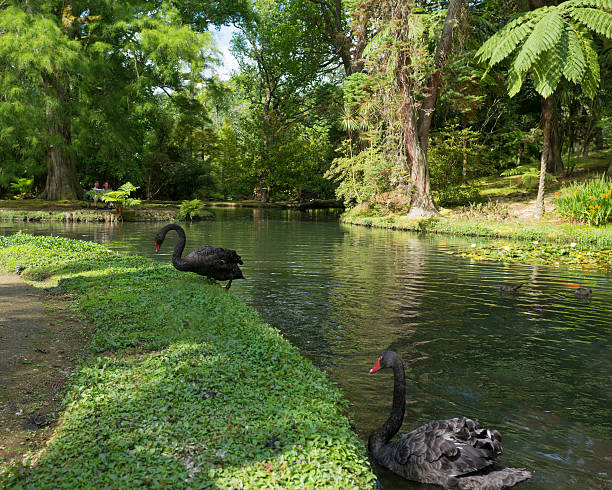 istock Black swans swimming in a river 176707318