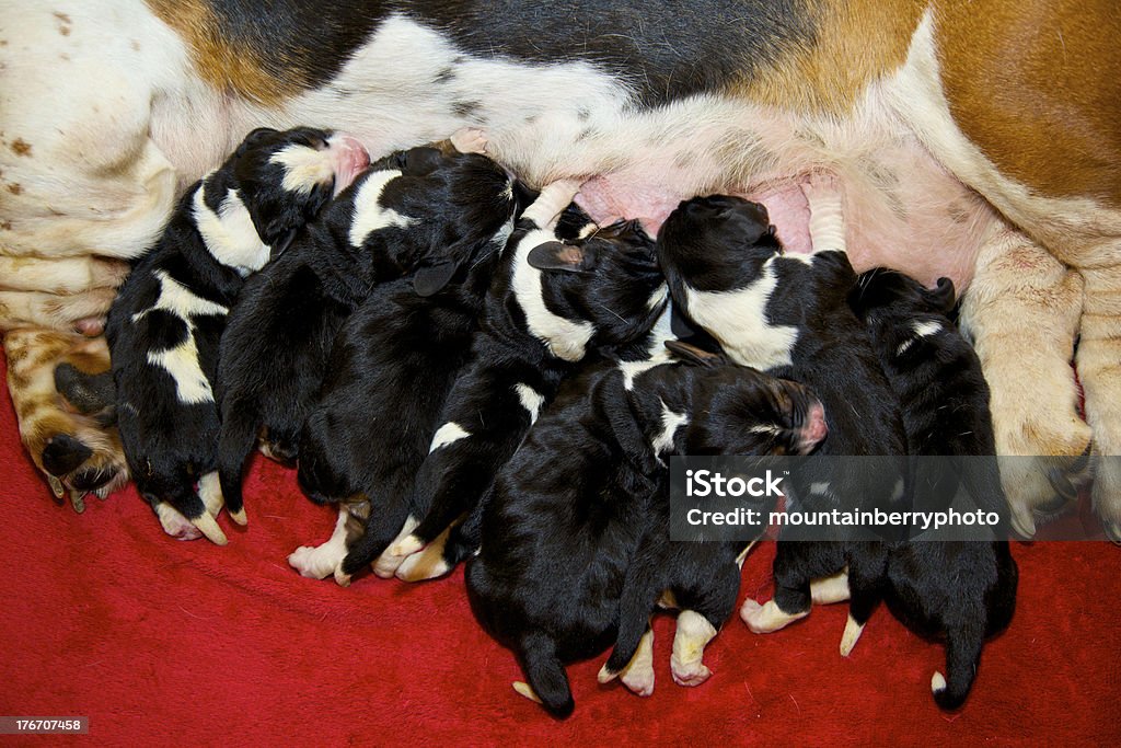 Cachorrinho resíduos - Royalty-free Acasalamento Foto de stock