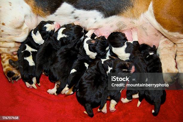 Cachorrinho Resíduos - Fotografias de stock e mais imagens de Acasalamento - Acasalamento, Alimentar, Animal