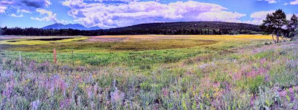istock The perfect flower field 1767078091