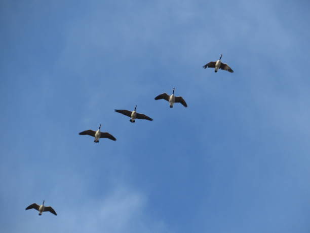 istock Canadian Geese in Flight 1767078835