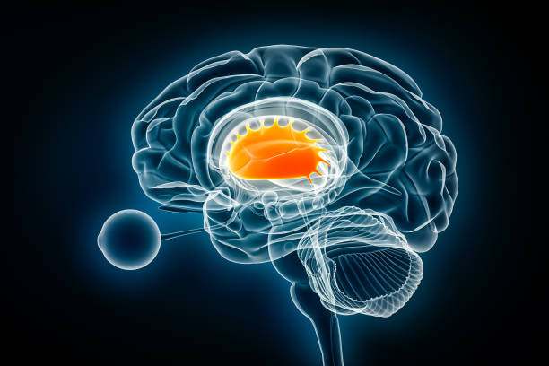 ilustração de renderização 3d da vista de raios-x lateral do putamen. anatomia do cérebro humano e dos gânglios da base, conceitos médicos, de saúde, biologia, ciência, neurociência, neurologia. - corpus striatum - fotografias e filmes do acervo