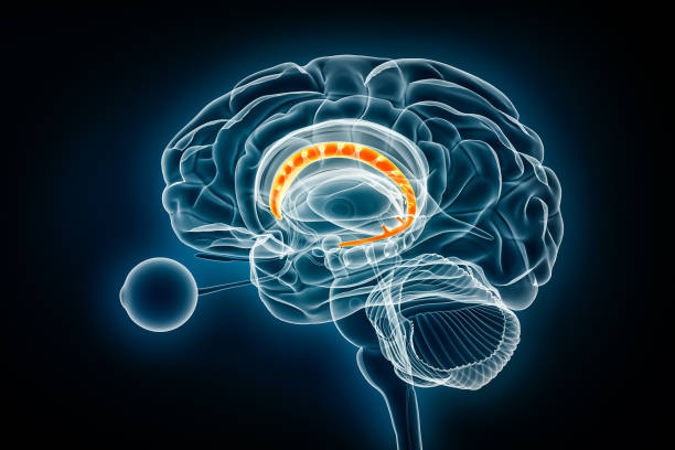 illustration de rendu 3d du profil du noyau caudé vue en rayons x. anatomie du cerveau humain et des noyaux gris centraux, concepts médicaux, de soins de santé, de biologie, de science, de neurosciences, de neurologie. - corpus striatum photos et images de collection