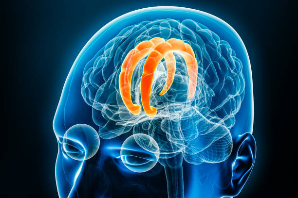 istock Cingulate gyrus x-ray view with brain 3D rendering illustration. Human body and nervous system anatomy, medical, biology, science, neuroscience, neurology concepts. 1767086270