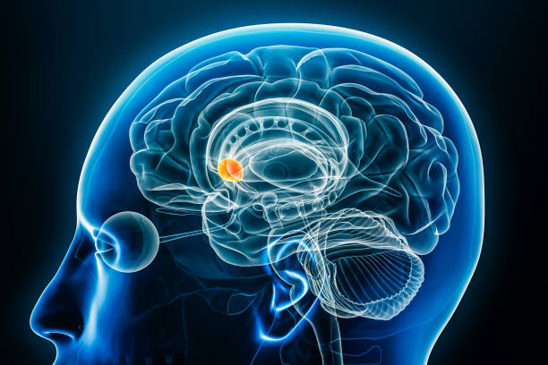 illustration de rendu 3d de profil radiographique de nucleus accumbens vue rapprochée avec contours du corps. anatomie du cerveau humain et des ganglions de la base, concepts médicaux, biologiques, scientifiques, neuroscientifiques, neurologiques. - corpus striatum photos et images de collection