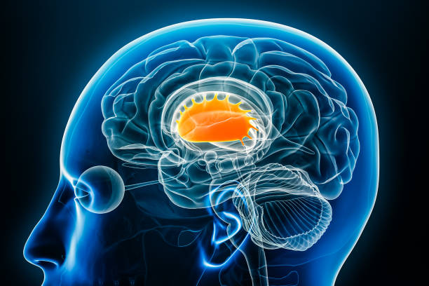 ilustração de renderização 3d do perfil de raios-x de putamen com contornos corporais. anatomia do cérebro humano e dos gânglios da base, conceitos médicos, biológicos, ciências, neurociências, neurologia. - corpus striatum - fotografias e filmes do acervo