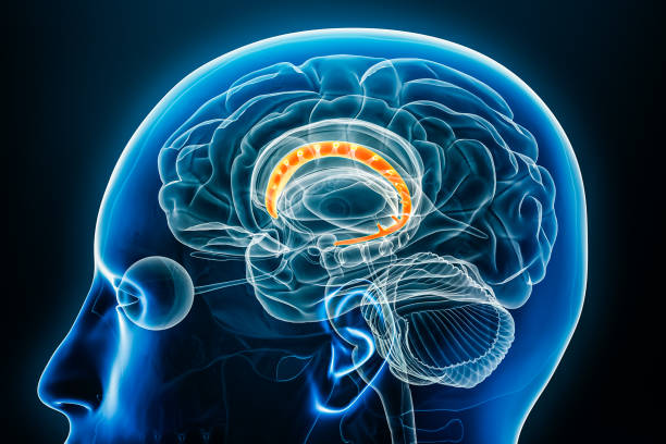 istock Caudate nucleus x-ray profile close-up view 3D rendering illustration with body contours. Human brain and basal ganglia anatomy, medical, biology, science, neuroscience, neurology concepts. 1767086860