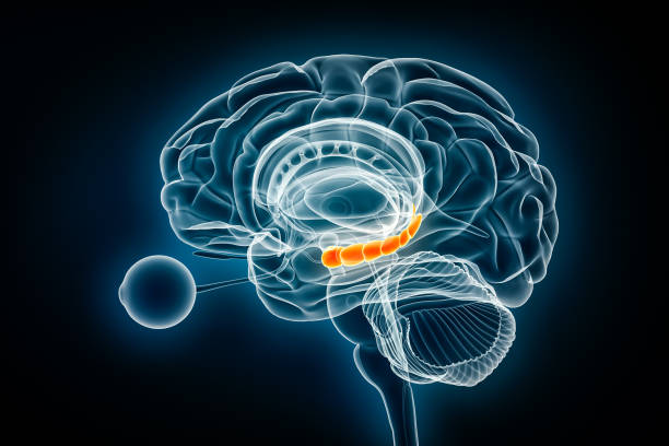 istock Hippocampus lateral x-ray view 3D rendering illustration. Human brain and limbic system anatomy, medical, healthcare, biology, science, neuroscience, neurology concepts. 1767086875