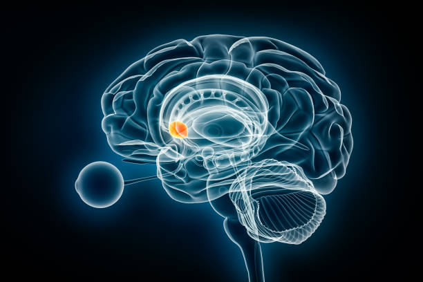 illustration du rendu 3d de la vue radiographie latérale de nucleus accumbens. anatomie du cerveau humain et des noyaux gris centraux, concepts médicaux, de soins de santé, de biologie, de science, de neurosciences, de neurologie. - corpus striatum photos et images de collection