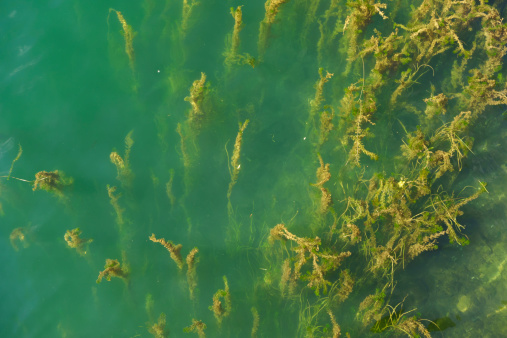 Hydrilla plants in water as seen from above,