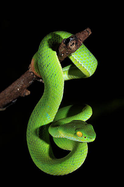 istock Green snake, Thailand 176709777