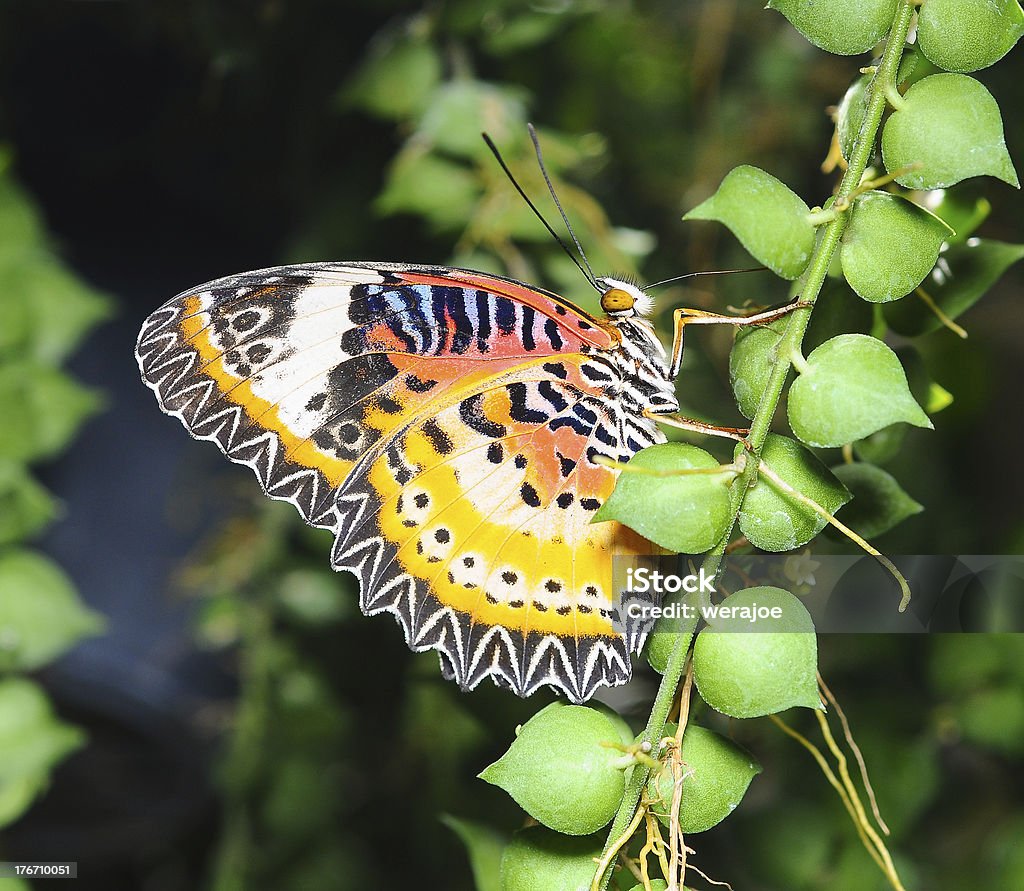 Wunderschöne butterflying - Lizenzfrei Bestäubung Stock-Foto