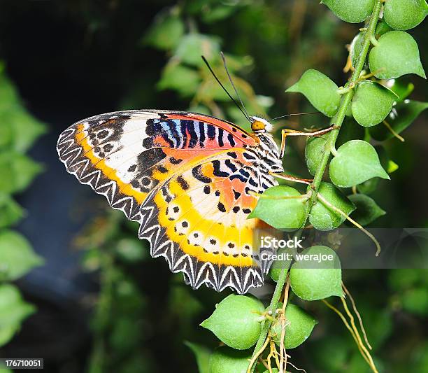 Wunderschöne Butterflying Stockfoto und mehr Bilder von Bestäubung - Bestäubung, Blau, Botanik