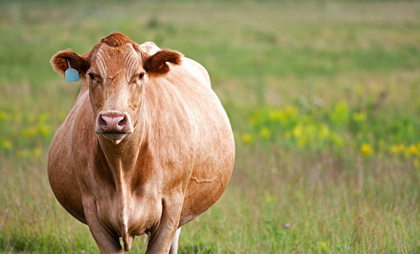 grávida vaca - pregnant animal imagens e fotografias de stock