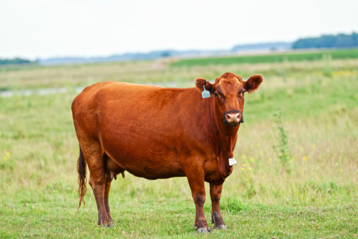 Pregnant Red Angus cow in a pasture.