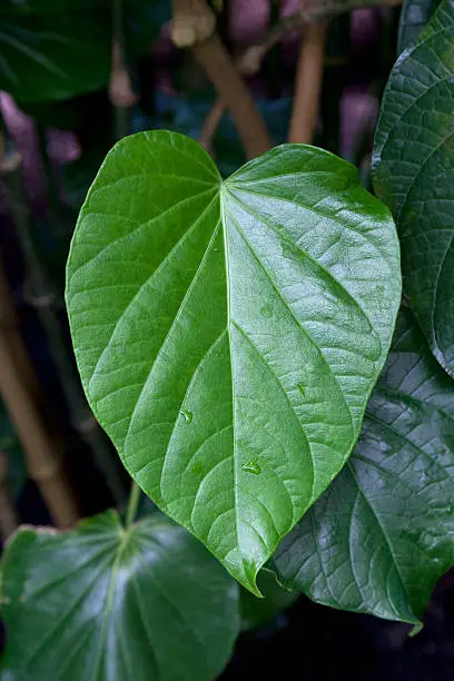 Kava leaf on a plant
