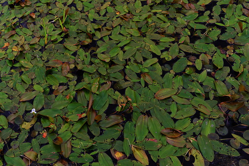 Waterplant leaves
