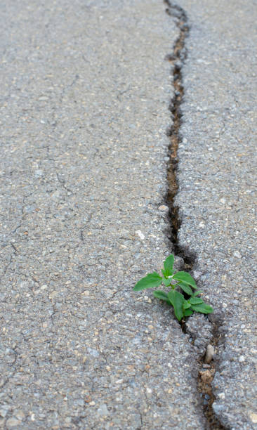 istock Trees growing on the surface of the concrete pavement cracks. 1767106400
