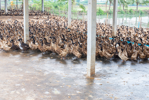 The ducks in the farm with many.