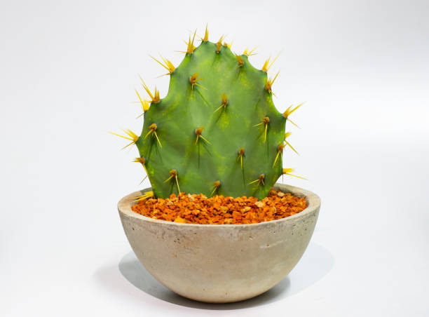 vase végétal cactus sur fond blanc - resound photos et images de collection