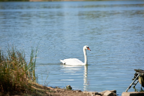 A swan peacefully swimming in a tranquil body of water near a picturesque beach