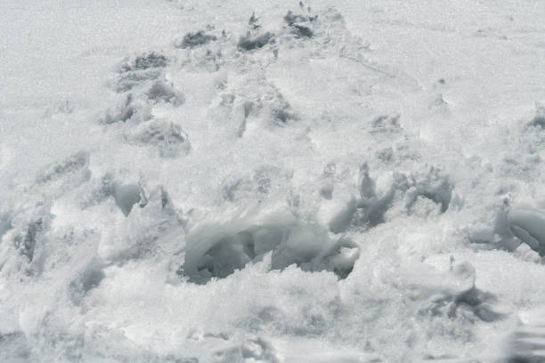 fresh tracks in the snow