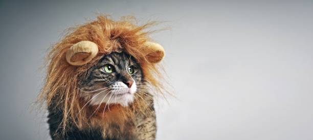 istock Funny maine coon cat in lion costume looking sideways. Panoramic image with copy space. 1767113680