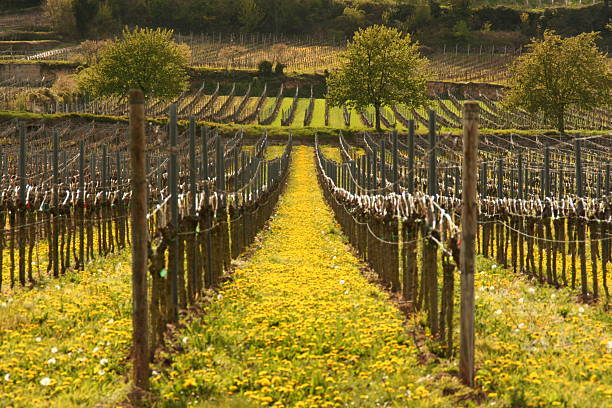 primavera vineyard - önologie foto e immagini stock