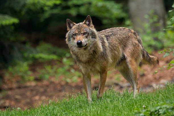 wolf - nature dog alertness animal stock-fotos und bilder