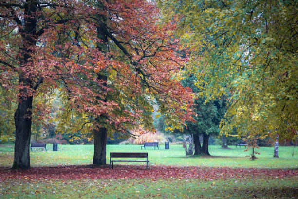 Park in autumn stock photo