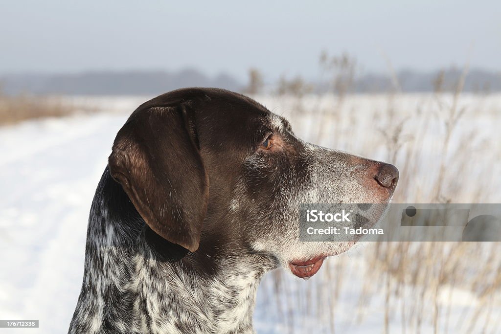 Shorthaired Pointer alemán - Foto de stock de Adulto libre de derechos