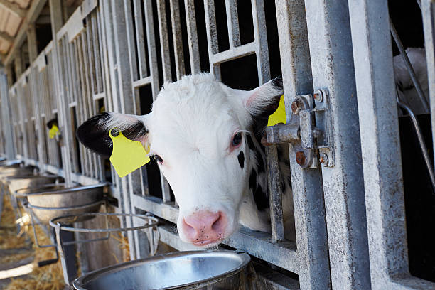 istock Cow with tag looking through fence in barn 176712357