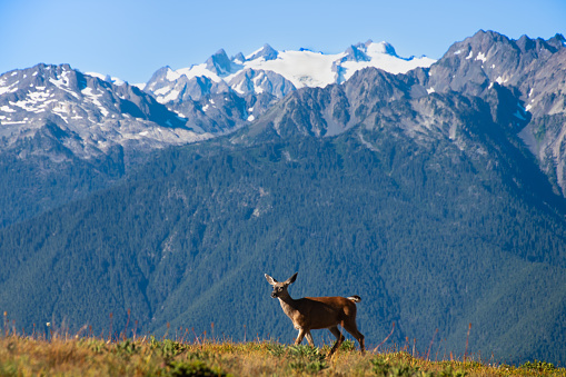 A lone deer wanders the hillside of Hurricane Ridge with the snowy peaks of Olympic National Park in the background.