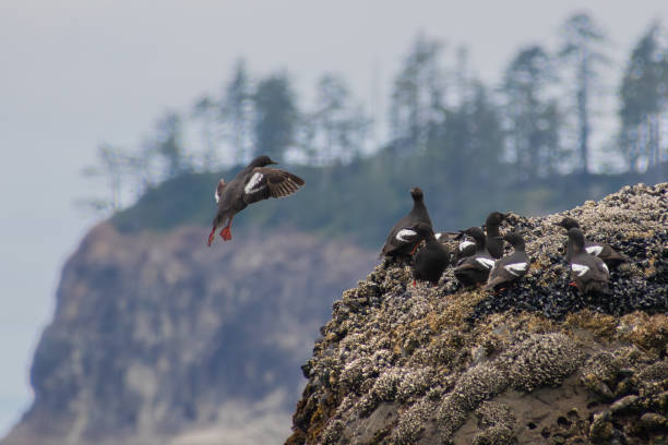Pigeon Guillemot Landing at Second Beach in Washington State