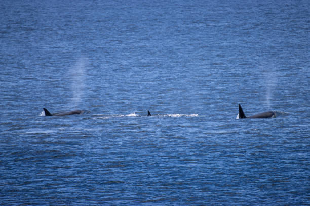 istock Orca Whales on the Hunt 1767124602