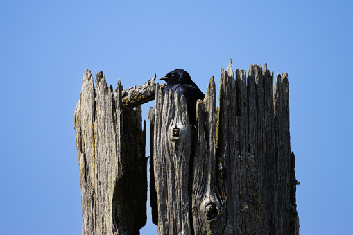 A male Purple Martin looks out over the beach of English Boom on Camano Island in Washington State.
